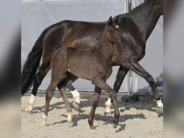 Hanoverian Mare  Black in Steinach