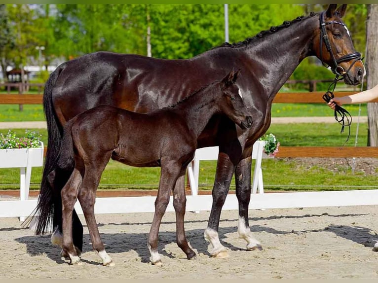 Hanoverian Mare  Black in Verden (Aller)