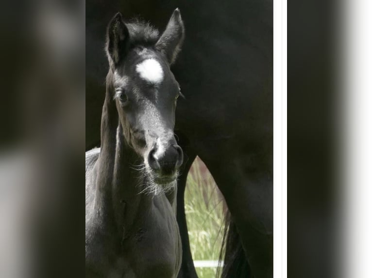 Hanoverian Mare Foal (03/2026) Black in Verden (Aller)