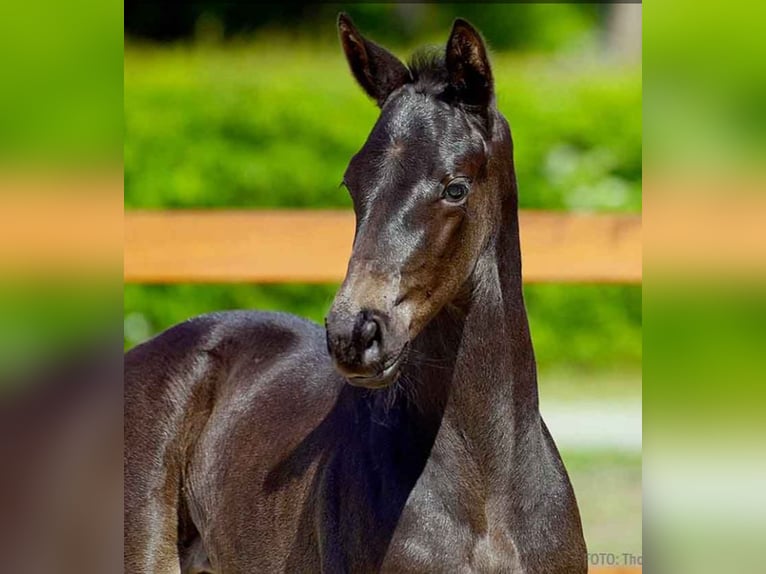 Hanoverian Mare  Black in Verden (Aller)