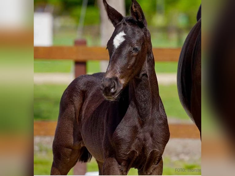 Hanoverian Mare  Black in Verden (Aller)