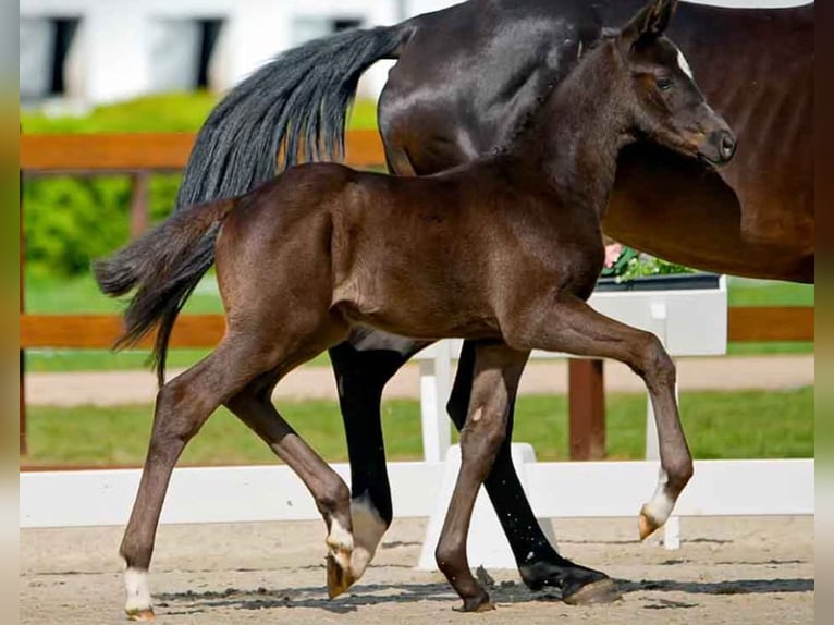 Hanoverian Mare  Black in Verden (Aller)