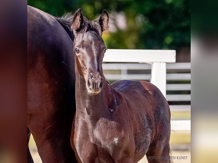 Hanoverian Mare Foal (06/2026) Black in Verden