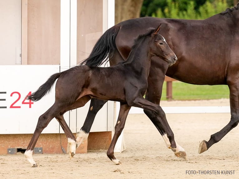 Hanoverian Mare Foal (06/2026) Black in Verden
