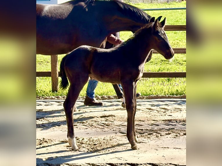 Hanoverian Mare Foal (04/2026) Black in Wagenfeld