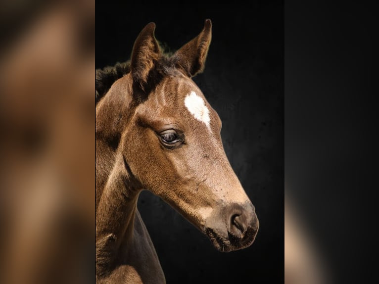 Hanoverian Mare  Black in Wielen