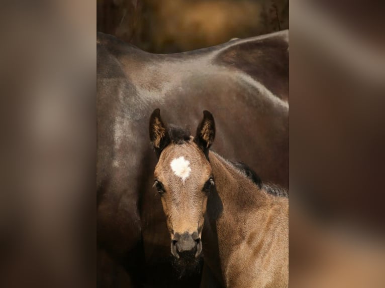 Hanoverian Mare  Black in Wielen