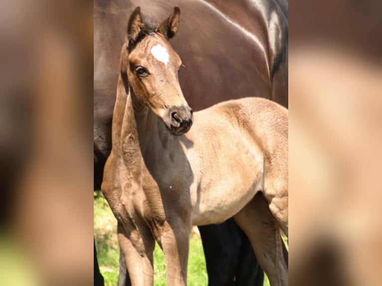 Hanoverian Mare  Black in Wielen
