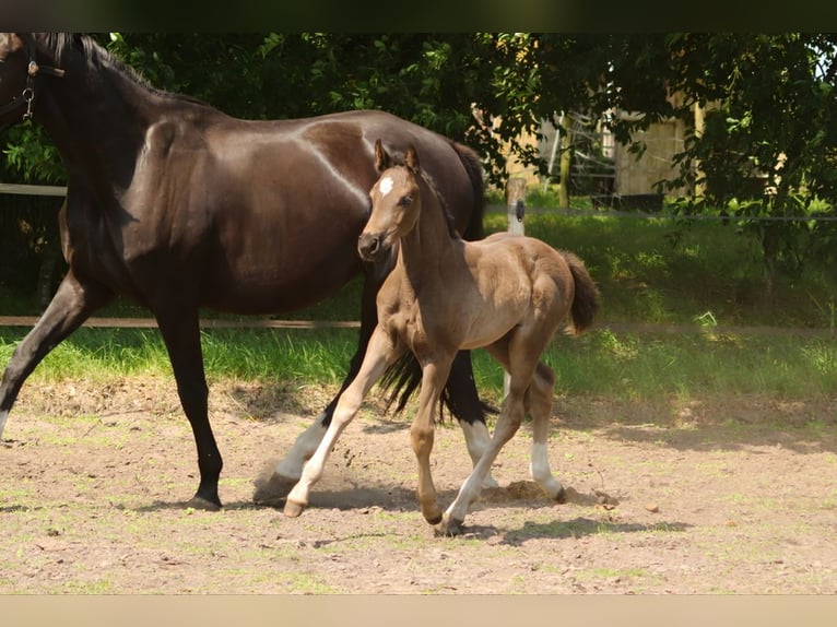 Hanoverian Mare  Black in Wielen