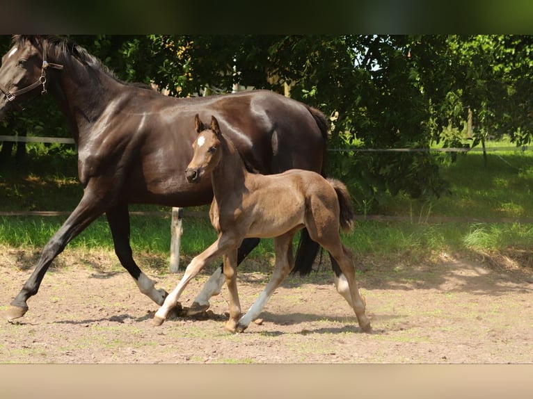 Hanoverian Mare  Black in Wielen