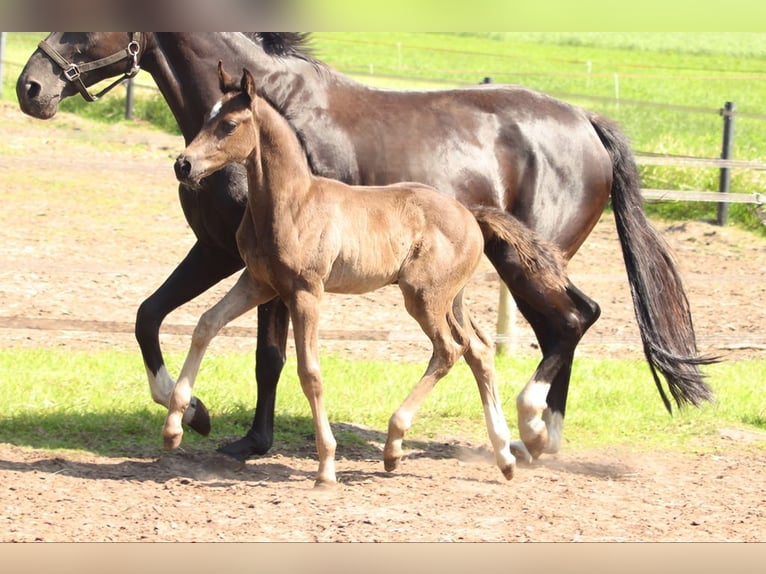 Hanoverian Mare  Black in Wielen