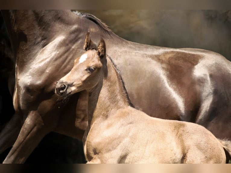 Hanoverian Mare  Black in Wielen
