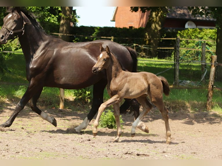 Hanoverian Mare  Black in Wielen