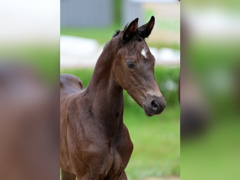 Hanoverian Mare Foal (05/2026) Black in Wingst