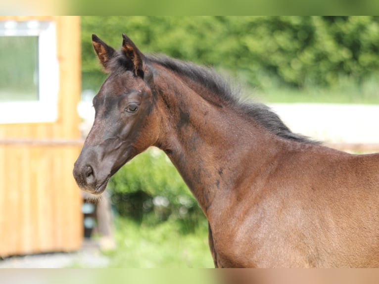 Hanoverian Mare  Black in Wingst