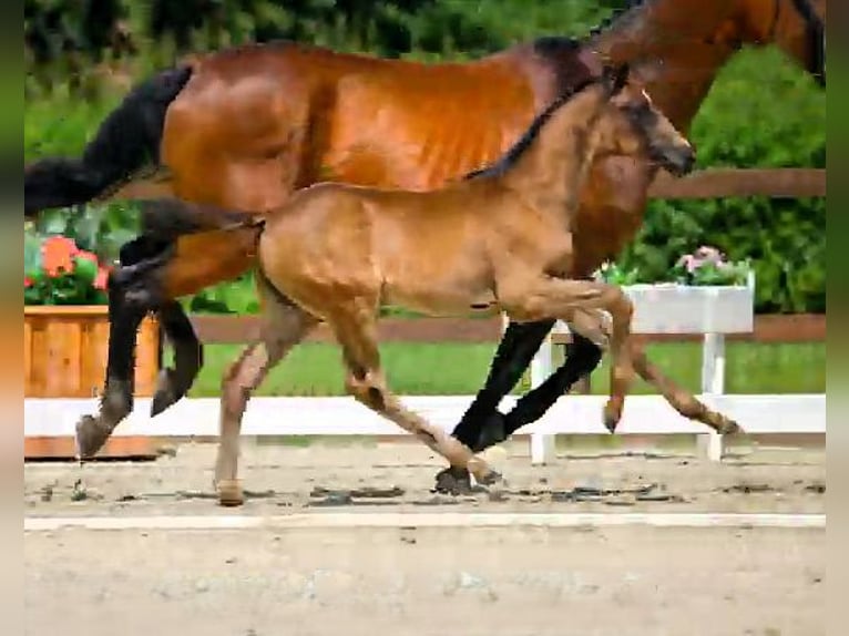 Hanoverian Mare Foal (04/2025) Black in Nennhausen