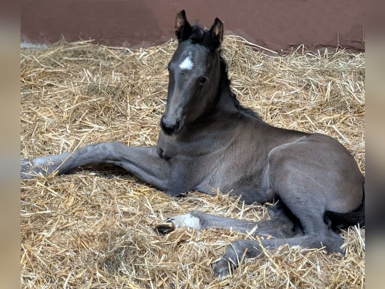 Hanoverian Mare Foal (04/2025) Black in Rietberg