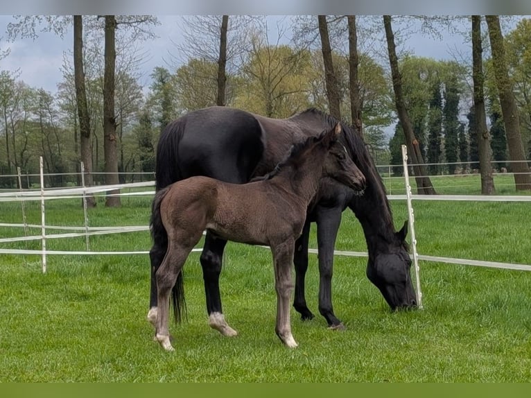 Hanoverian Mare Foal (04/2025) Black in Rietberg