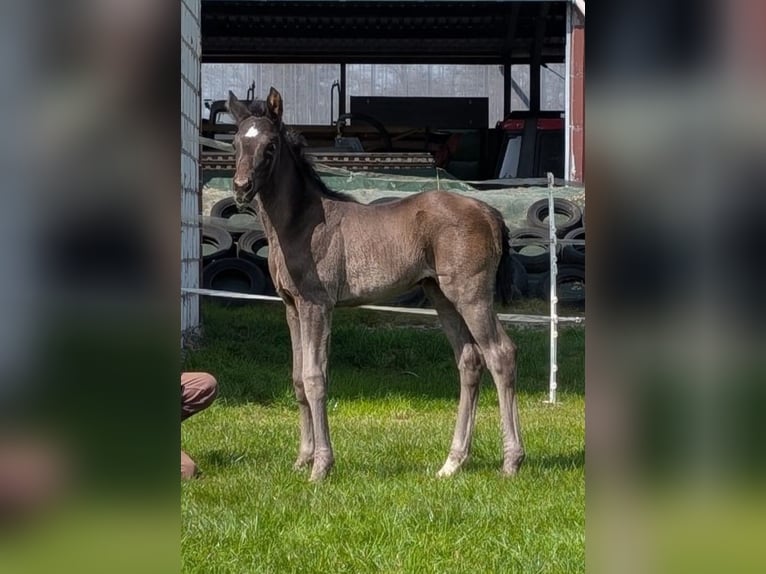 Hanoverian Mare Foal (04/2025) Black in Rietberg
