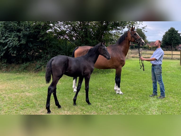 Hanoverian Mare Foal (04/2024) Black in Winsen (Aller)