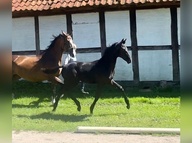 Hanoverian Mare Foal (04/2024) Black in Winsen (Aller)