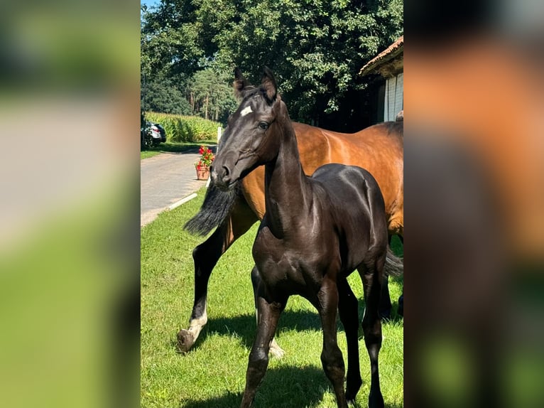 Hanoverian Mare Foal (04/2024) Black in Winsen (Aller)