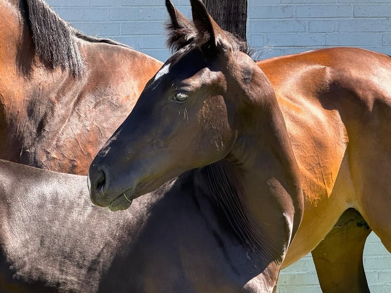 Hanoverian Mare Foal (04/2024) Black in Winsen (Aller)