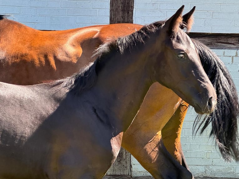 Hanoverian Mare Foal (04/2024) Black in Winsen (Aller)