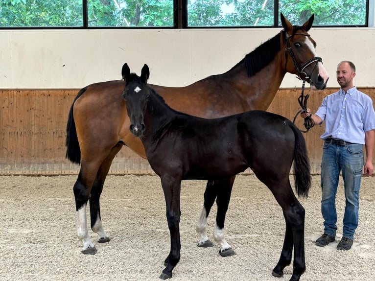 Hanoverian Mare Foal (04/2024) Black in Winsen (Aller)