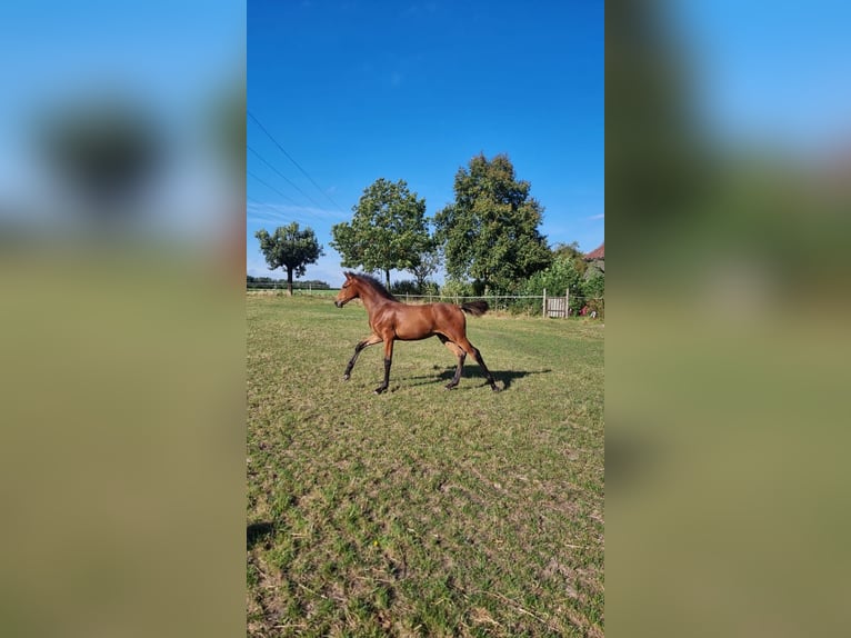 Hanoverian Mare Foal (04/2025) Brown in Ahlerstedt