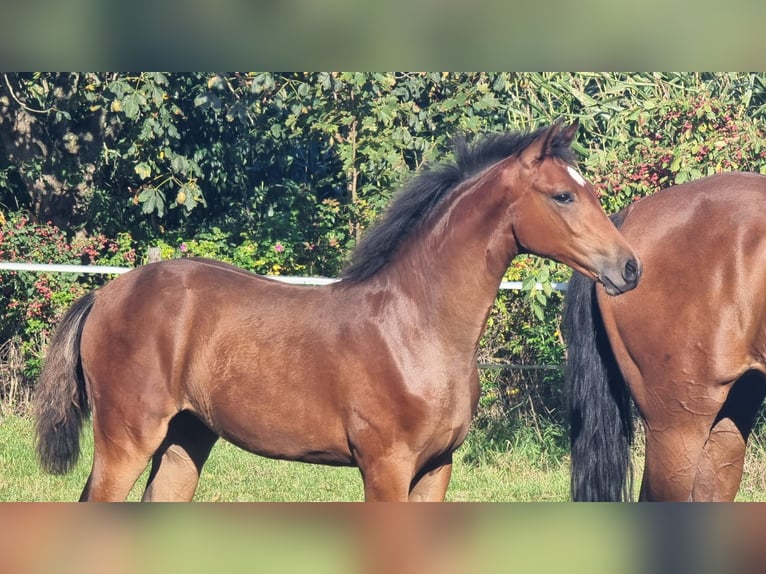 Hanoverian Mare Foal (04/2025) Brown in Ahlerstedt