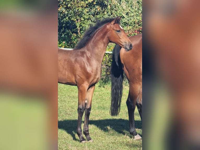 Hanoverian Mare Foal (04/2025) Brown in Ahlerstedt