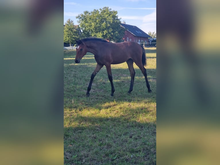 Hanoverian Mare Foal (04/2025) Brown in Ahlerstedt