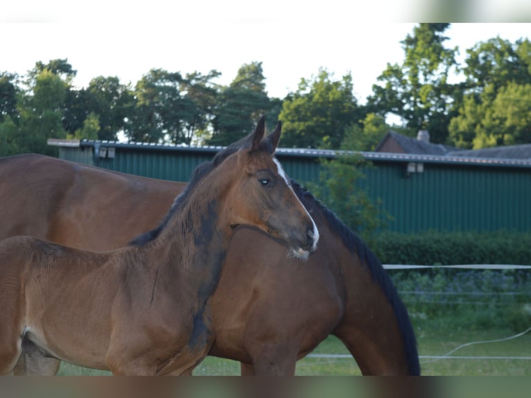 Hanoverian Mare  Brown in Allersehl