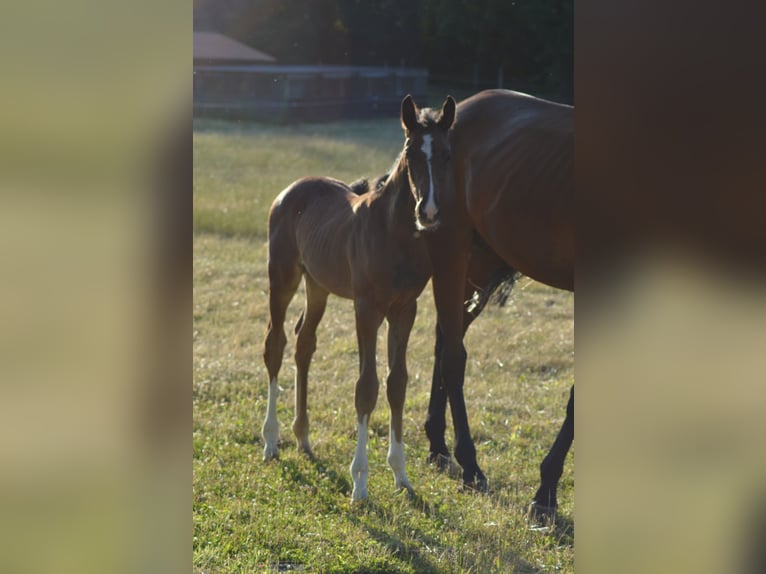 Hanoverian Mare  Brown in Allersehl