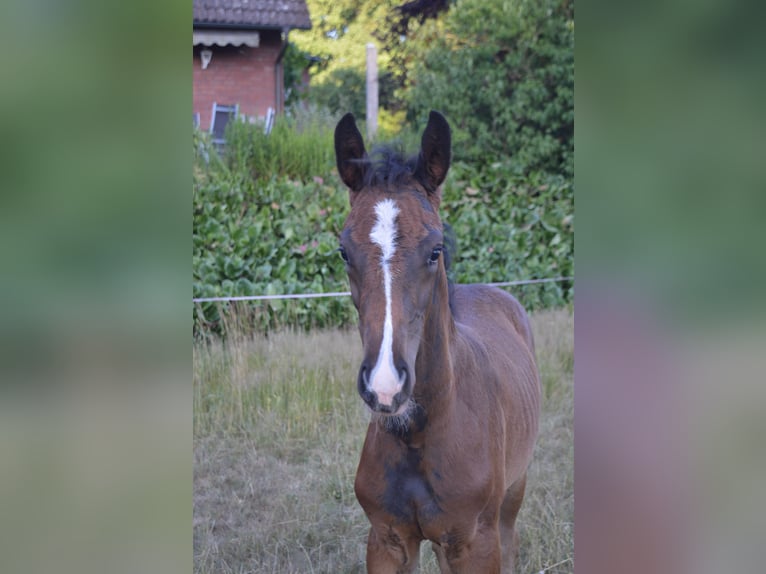 Hanoverian Mare  Brown in Allersehl