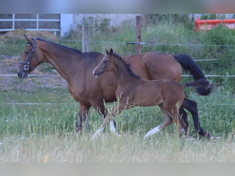 Hanoverian Mare  Brown in Allersehl