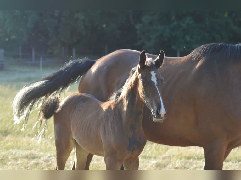 Hanoverian Mare  Brown in Allersehl