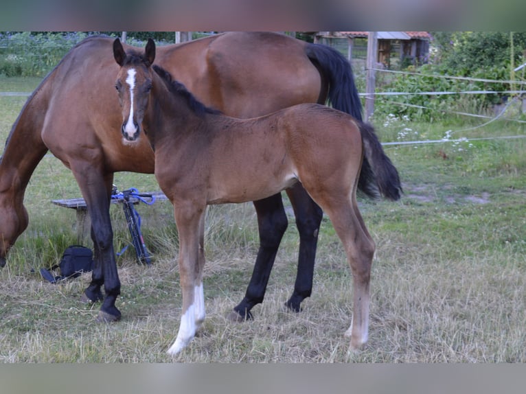 Hanoverian Mare  Brown in Allersehl