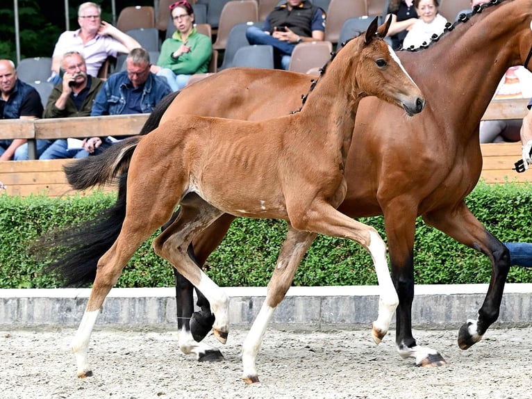 Hanoverian Mare Foal (04/2025) Brown in Bad Bevensen