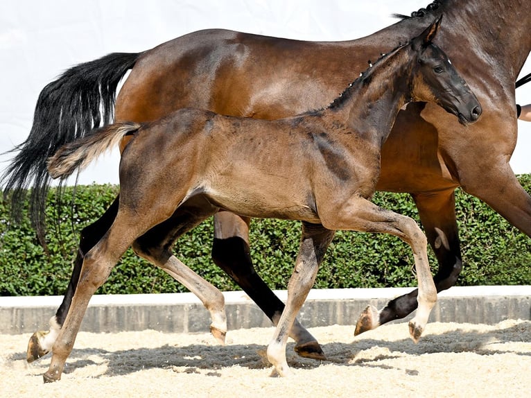 Hanoverian Mare Foal (05/2025) Brown in Bad Bevensen