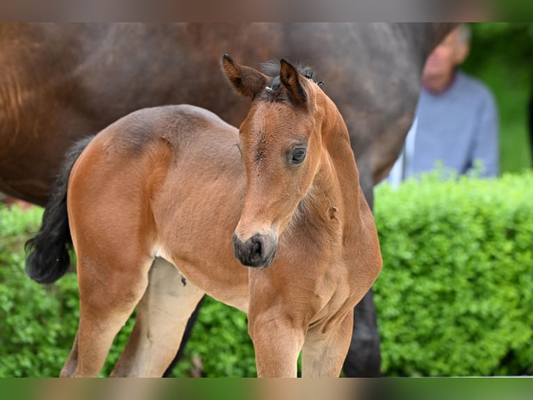 Hanoverian Mare  Brown in Bad Bevensen