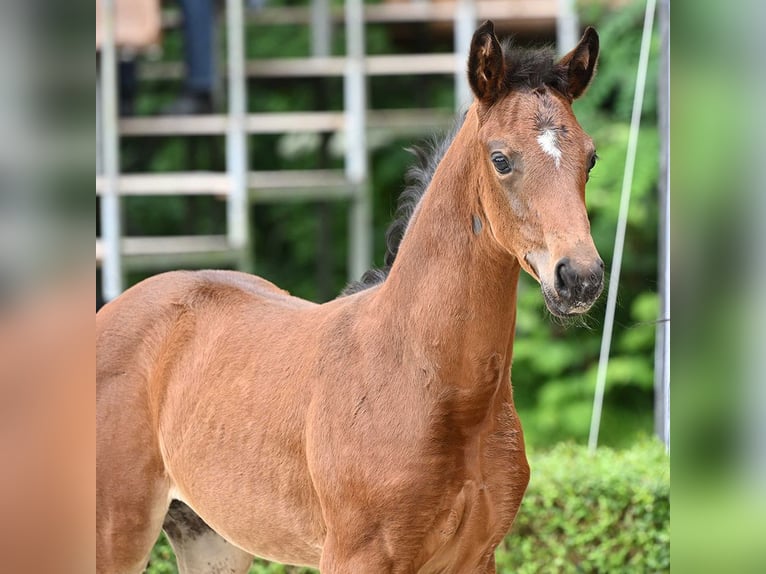 Hanoverian Mare Foal (06/2024) Brown in Bad Bevensen