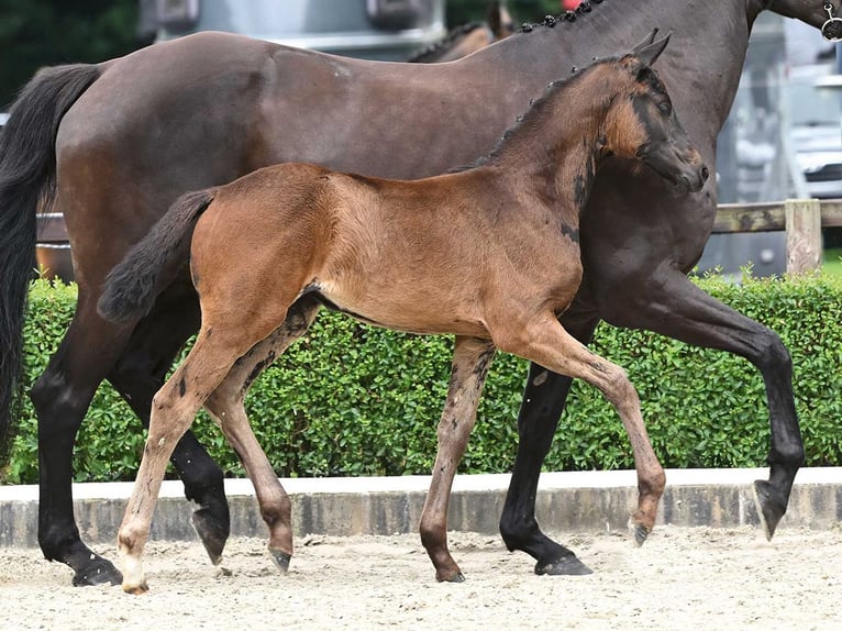 Hanoverian Mare Foal (05/2024) Brown in Bad Bevensen