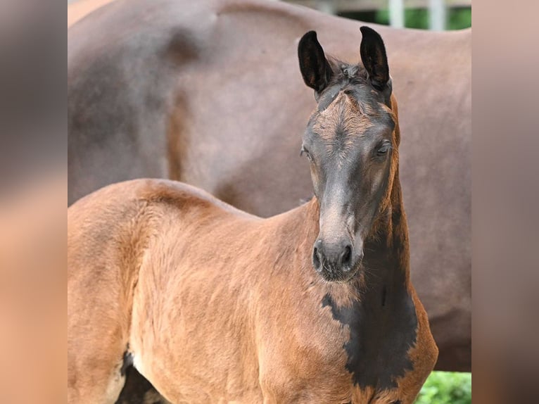 Hanoverian Mare Foal (05/2024) Brown in Bad Bevensen