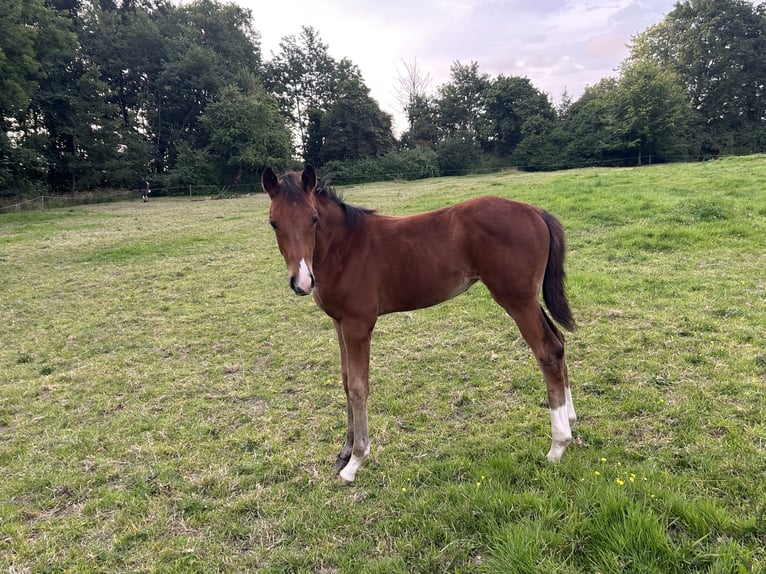 Hanoverian Mare Foal (04/2025) Brown in Balje