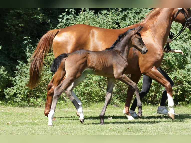 Hanoverian Mare Foal (06/2024) Brown in Bismark (Altmark)