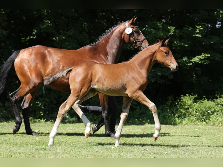 Hanoverian Mare Foal (04/2024) Brown in Bohlsen