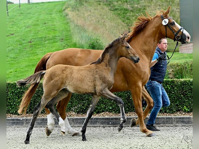 Hanoverian Mare Foal (02/2025) Brown in Bruchhausen-Vilsen