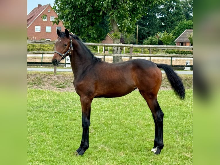 Hanoverian Mare Foal (03/2024) Brown in Damme